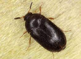 carpet beetle pest control