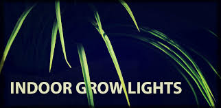 Choosing The Right Light Bulb For Indoor Plant Growing Ledwatcher