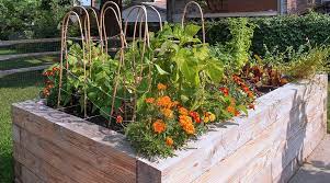 Tips For Beginner Vegetable Gardeners