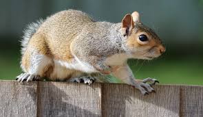 The squirrels will feel uncomfortable and exposed under the lights, so they'll likely leave your attic in favor of a new home. How To Get Rid Of Squirrels In The Attic Nj Pest Control