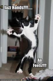 Standing cat know your meme. Jazz Hands Silly Animals Crazy Cats Gorgeous Cats