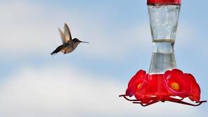 Fun Facts About Hummingbirds