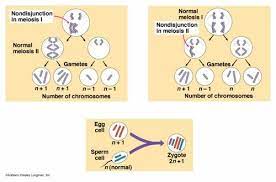 process of meiosis karteikarten quizlet