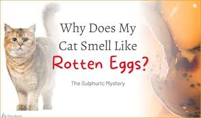 why does my cat smell like rotten eggs
