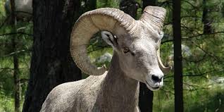 what-is-special-about-bighorn-sheep