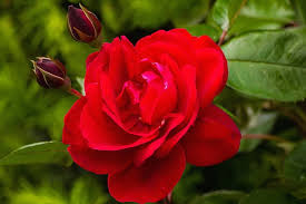 Hd Red Rose Garden Wallpapers Peakpx