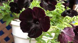 27 black flowers exploring nature s