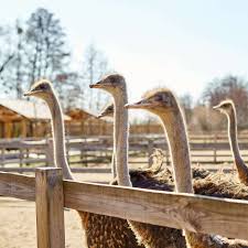 pros and cons of ostrich farming