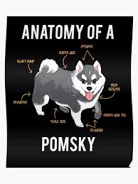 Anatomy Of Pomsky Poster