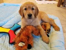Puppy or adult, take your golden retriever to your veterinarian soon after adoption. About Us Our Dogs