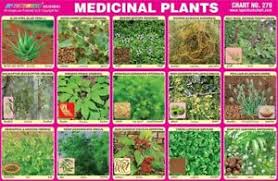 Details About Medicinal Plants Chart Poster Educational Chart Wall Chart For Kids Learning