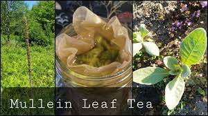 how to make mullein tea you