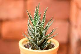 Get 1 free product today 6000+ gardening products all india delivery. Zebra Cactus Haworthiopsis Attenuata Buy Haworthia Plant Online India Gardening Store