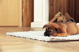 pets be allergic to carpet flooring