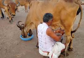 Image result for buy gir cow
