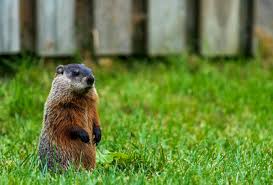 get rid of a groundhog in the garden