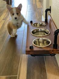 Floating Dog Bowl Feeder Wall Mount Dog