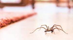 how to get rid of spiders naturally and