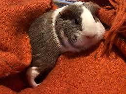 Piggy is a huge titanic fan and of course in love with jack. Draw Me Like One Of Your French Girls Guineapigs