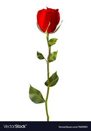 single red rose isolated on white eps