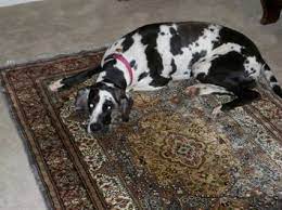 pet puddles on rugs uh oh urine