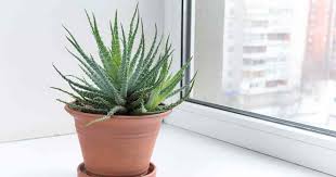 Aloe vera looks like a cactus, but is in fact a member of the lily family. Lace Aloe Care Tips On Growing Aloe Aristata