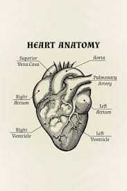 Human Heart Anatomical Graphic Illustration Educational