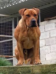There are 98 reviews for this breed. Ridgeback Boerboel Mix Off 75 Www Usushimd Com