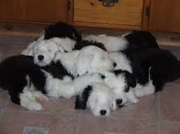 At our home old english sheepdogs, each and every puppy is handled with unconditional love and care. Old English Sheepdog Puppies For Sale
