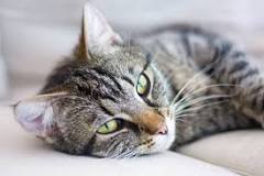 How much does a mackerel tabby cat cost?