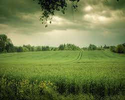 Green Fields - Green Hintergrund ...