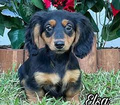 Black and tan dachshund, long haired dachshund, blue dachshund puppies and more. Dachshund Puppies For Sale In Tampa Jacksonville Lakeland Florida