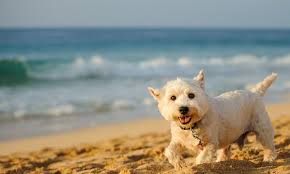 top 10 pet friendly places to visit in