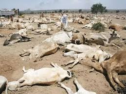 Image result for thunder struck cows in ondo state