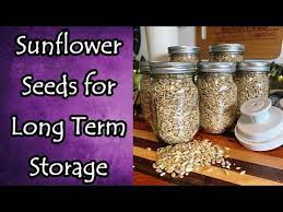 storing sunflower seeds long term you