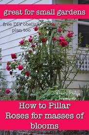 Pillar Roses To Save Garden Space