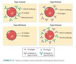 blood types and transfusions