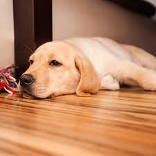 what is the best flooring for your dogs