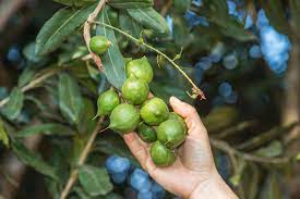 where are macadamia nuts grown growing