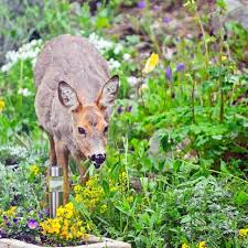How To Stop Deer From Eating Your Plants