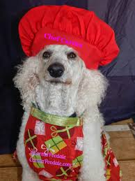 Image result for christmas dog chef
