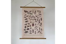 Insect Hanging Wall Chart