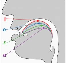 Diagram Illustrating The Tongue Positions For The Front