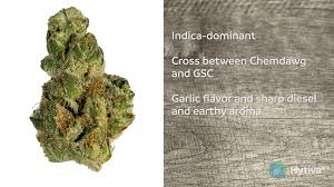 Badazz cookies og by seedsman strain information. Gmo Strain Hybrid Cannabis Video Review Thc Terpenes Hytiva