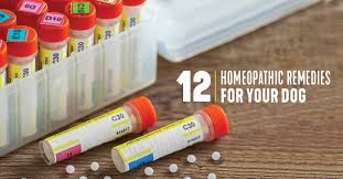 12 homeopathic remes for dogs dogs