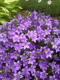 Blue perennial flowers that bloom all summer shade loving zone 8 perennials flowers that bloom from spring to fall 2. Previewing President S Choice Plants Canadian Gardening Blog Purple Perennials Flowers Perennials Plants