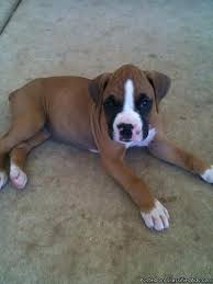 Don't miss what's happening in your note: Boxer Puppies Akc Price 600 For Sale In Sacramento California Best Pets Online