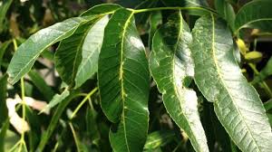 Check spelling or type a new query. How To Identify Texas Pecan Trees On Shoal Creek Austin Youtube