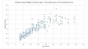 Labrador Weight Chart Labradorpuppyweightchart