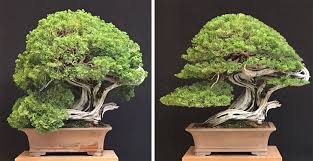 an exceptional bonsai before after